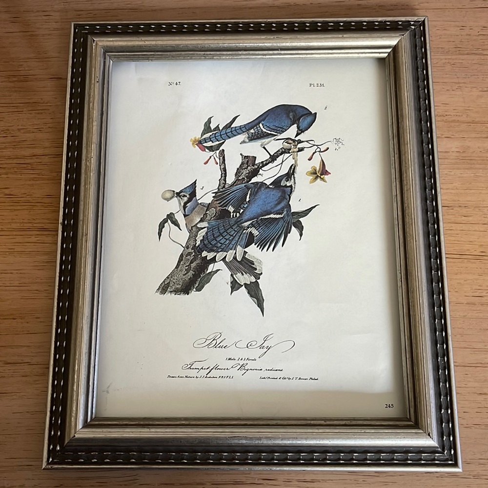 Vintage Audubon Blue Jay Print With Trumpet Flowers